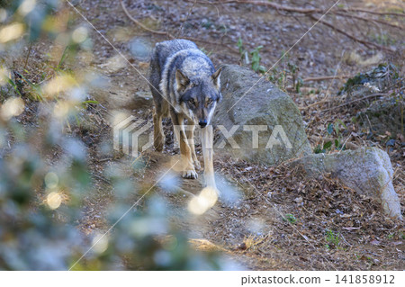 多摩動物園,Tyric Wolf(Hiroshi Wolf) 多摩動物園,Tyric Wolf(Hiroshi Wolf) 141858912