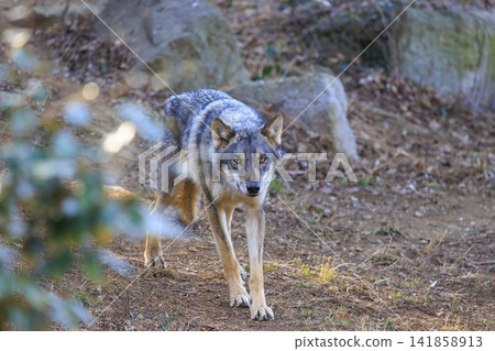 多摩動物園,Tyric Wolf(Hiroshi Wolf) 多摩動物園,Tyric Wolf(Hiroshi Wolf) 141858913