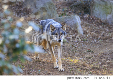 多摩動物園,Tyric Wolf(Hiroshi Wolf) 多摩動物園,Tyric Wolf(Hiroshi Wolf) 141858914