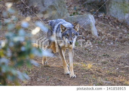 多摩動物園,Tyric Wolf(Hiroshi Wolf) 多摩動物園,Tyric Wolf(Hiroshi Wolf) 141858915