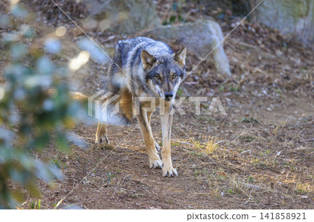 多摩動物園,Tyric Wolf(Hiroshi Wolf) 多摩動物園,Tyric Wolf(Hiroshi Wolf) 141858921