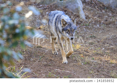 Tama Animal Park, Tyric Wolf (Hiroshi Wolf) Tama Animal Park, Tyric Wolf (Hiroshi Wolf) 141858932