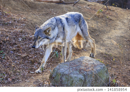 Tama Animal Park, Tyric Wolf (Hiroshi Wolf) 141858954