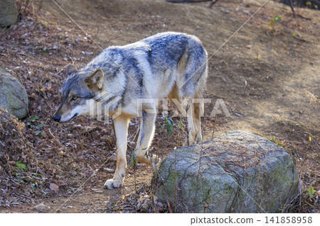 Tama Animal Park, Tyric Wolf (Hiroshi Wolf) Tama Animal Park, Tyric Wolf (Hiroshi Wolf) 141858958