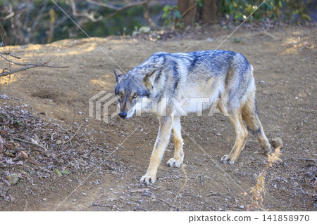 多摩動物園,Tyric Wolf(Hiroshi Wolf) 多摩動物園,Tyric Wolf(Hiroshi Wolf) 141858970