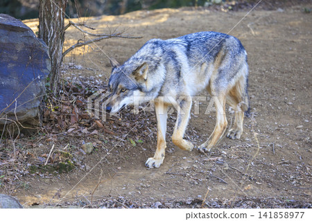 Tama Animal Park, Tyric Wolf (Hiroshi Wolf) Tama Animal Park, Tyric Wolf (Hiroshi Wolf) 141858977