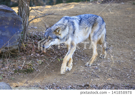 多摩動物園,Tyric Wolf(Hiroshi Wolf) 多摩動物園,Tyric Wolf(Hiroshi Wolf) 141858978