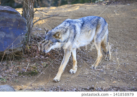 Tama Animal Park, Tyric Wolf (Hiroshi Wolf) Tama Animal Park, Tyric Wolf (Hiroshi Wolf) 141858979
