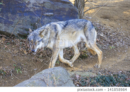 多摩動物園，Tyric Wolf（Hiroshi Wolf） 141858984