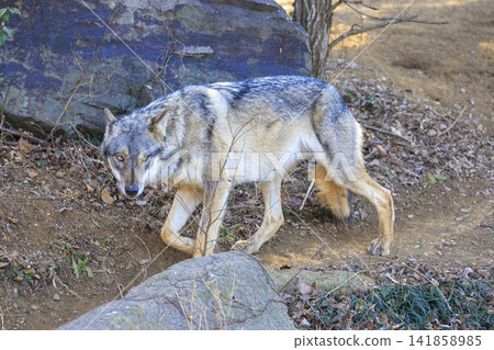 Tama Animal Park, Tyric Wolf (Hiroshi Wolf) Tama Animal Park, Tyric Wolf (Hiroshi Wolf) 141858985