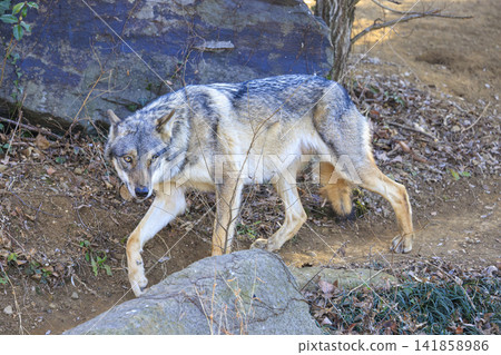 多摩動物園，Tyric Wolf（Hiroshi Wolf） 141858986