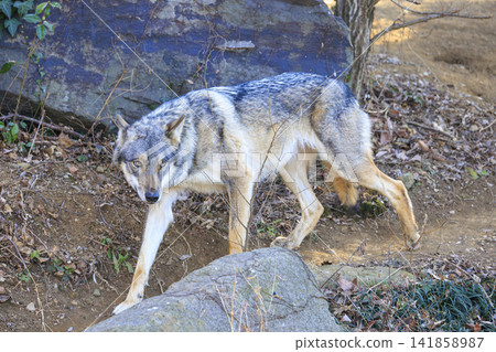 多摩動物園,Tyric Wolf(Hiroshi Wolf) 多摩動物園,Tyric Wolf(Hiroshi Wolf) 141858987