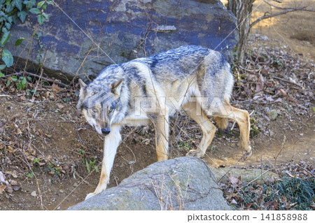 多摩動物園,Tyric Wolf(Hiroshi Wolf) 多摩動物園,Tyric Wolf(Hiroshi Wolf) 141858988