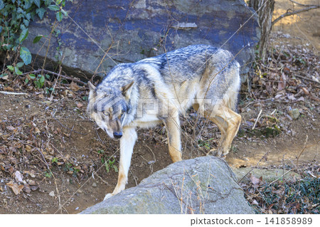 Tama Animal Park, Tyric Wolf (Hiroshi Wolf) Tama Animal Park, Tyric Wolf (Hiroshi Wolf) 141858989