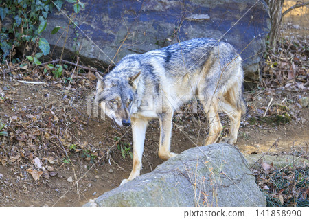 多摩動物園,Tyric Wolf(Hiroshi Wolf) 多摩動物園,Tyric Wolf(Hiroshi Wolf) 141858990