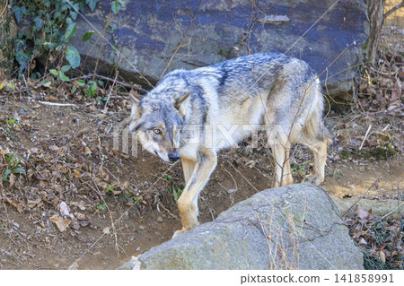 多摩動物園,Tyric Wolf(Hiroshi Wolf) 多摩動物園,Tyric Wolf(Hiroshi Wolf) 141858991