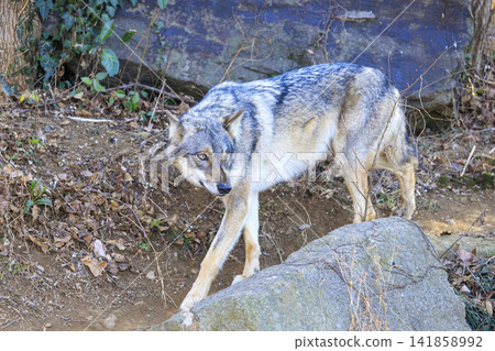 多摩動物園,Tyric Wolf(Hiroshi Wolf) 多摩動物園,Tyric Wolf(Hiroshi Wolf) 141858992
