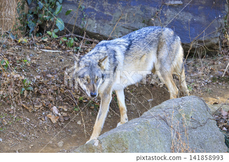 多摩動物園，Tyric Wolf（Hiroshi Wolf） 141858993