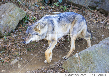 多摩動物園,Tyric Wolf(Hiroshi Wolf) 多摩動物園,Tyric Wolf(Hiroshi Wolf) 141859001
