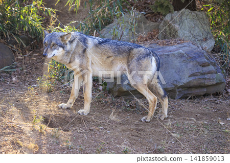 多摩動物園,Tyric Wolf(Hiroshi Wolf) 多摩動物園,Tyric Wolf(Hiroshi Wolf) 141859013