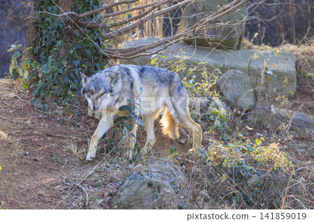 Tama Animal Park, Tyric Wolf (Hiroshi Wolf) Tama Animal Park, Tyric Wolf (Hiroshi Wolf) 141859019