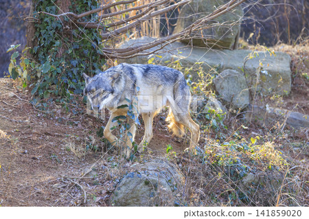 多摩動物園,Tyric Wolf(Hiroshi Wolf) 多摩動物園,Tyric Wolf(Hiroshi Wolf) 141859020