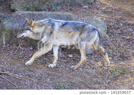 多摩動物園,Tyric Wolf(Hiroshi Wolf) 多摩動物園,Tyric Wolf(Hiroshi Wolf) 141859037