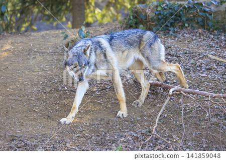 多摩動物園,Tyric Wolf(Hiroshi Wolf) 多摩動物園,Tyric Wolf(Hiroshi Wolf) 141859048