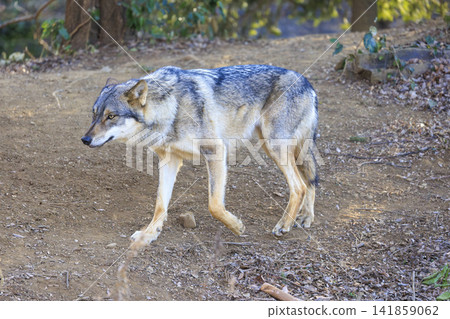 Tama Animal Park, Tyric Wolf (Hiroshi Wolf) Tama Animal Park, Tyric Wolf (Hiroshi Wolf) 141859062