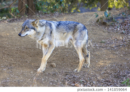 多摩動物園,Tyric Wolf(Hiroshi Wolf) 多摩動物園,Tyric Wolf(Hiroshi Wolf) 141859064