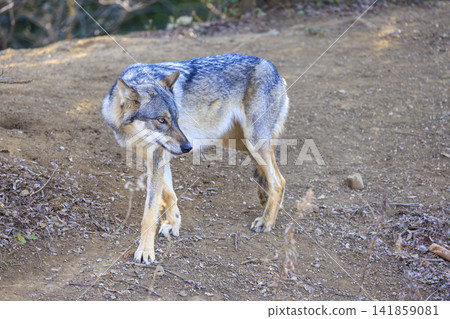 多摩動物園,Tyric Wolf(Hiroshi Wolf) 多摩動物園,Tyric Wolf(Hiroshi Wolf) 141859081