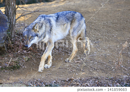 多摩動物園,Tyric Wolf(Hiroshi Wolf) 多摩動物園,Tyric Wolf(Hiroshi Wolf) 141859083