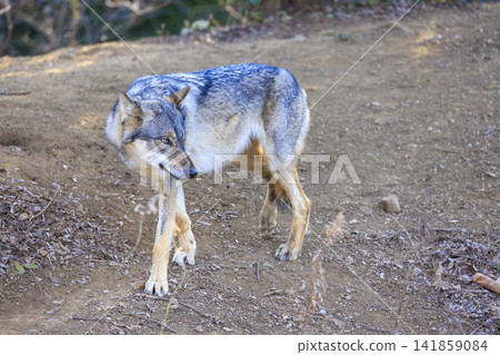多摩動物園,Tyric Wolf(Hiroshi Wolf) 多摩動物園,Tyric Wolf(Hiroshi Wolf) 141859084
