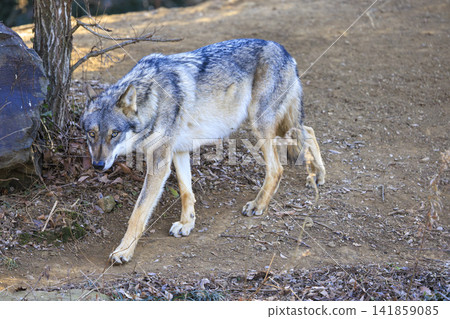 多摩動物園,Tyric Wolf(Hiroshi Wolf) 多摩動物園,Tyric Wolf(Hiroshi Wolf) 141859085