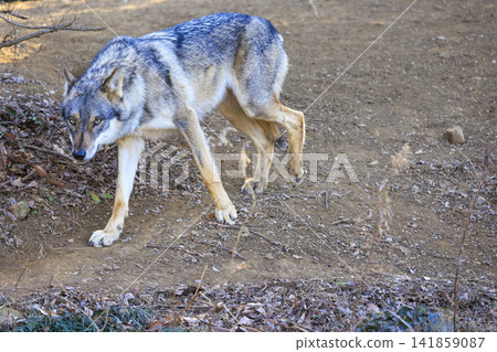 多摩動物園，Tyric Wolf（Hiroshi Wolf） 141859087