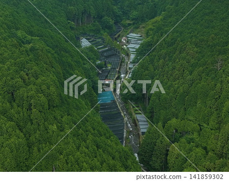 Aerial photograph of a wasabi field in Utogi, Shizuoka City, Shizuoka Prefecture. Aerial photograph of a wasabi field in Utogi, Shizuoka City, Shizuoka Prefecture. 141859302