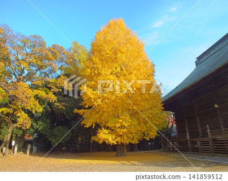 一棵巨大的銀杏樹(攝於不動丘不動尊總巖寺) 一棵巨大的銀杏樹(攝於不動丘不動尊總巖寺) 141859512