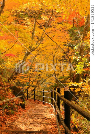 Autumn leaves at Kaminari Falls, Maki, Takayama Village, Kamitakai District, Nagano Prefecture Autumn leaves at Kaminari Falls, Maki, Takayama Village, Kamitakai District, Nagano Prefecture 141859535