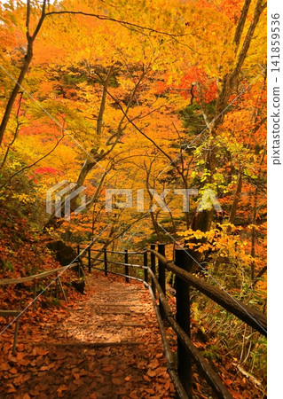 長野縣上高郡高山村牧城雷瀑布的秋葉 141859536