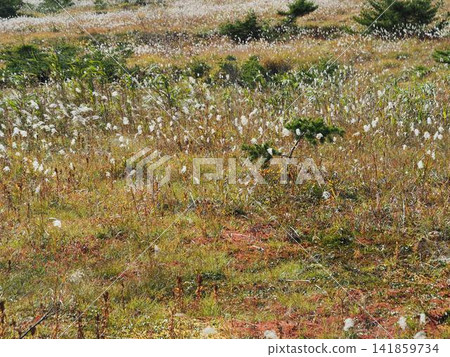 Jododaira in early October (Fukushima City, Fukushima Prefecture) Jododaira in early October (Fukushima City, Fukushima Prefecture) 141859734
