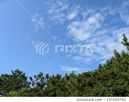 藍天越過松樹和常綠樹的樹冠,一片清爽的秋日天空。 藍天越過松樹和常綠樹的樹冠,一片清爽的秋日天空。 141859792