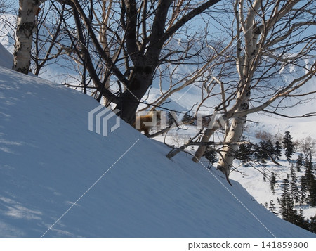 A wild red fox suddenly appeared amidst the snow-covered mountains and birch forest. A wild red fox suddenly appeared amidst the snow-covered mountains and birch forest. 141859800