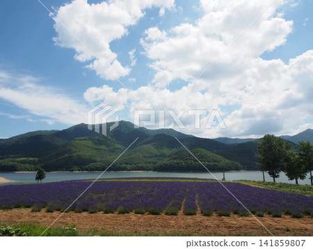 A field of lavender in full bloom, reflected in the clear summer sky and tranquil lake. A field of lavender in full bloom, reflected in the clear summer sky and tranquil lake. 141859807