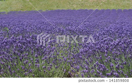 A vast field of deep purple lavender in full bloom fills the screen (Hokkaido). A vast field of deep purple lavender in full bloom fills the screen (Hokkaido). 141859808
