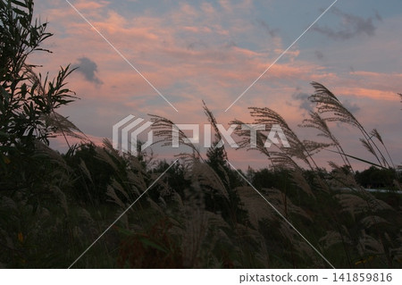 秋日黃昏,一簇簇蒲葦草和冉冉升起的月亮。 秋日黃昏,一簇簇蒲葦草和冉冉升起的月亮。 141859816
