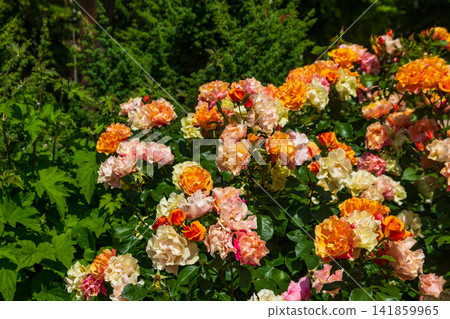 Beautiful roses on flower bed in a garden Beautiful roses on flower bed in a garden 141859965
