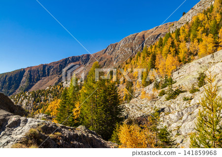 Vibrant Autumn Landscape in Valais with Swiss Alps, Golden Larch Trees and Blue Sky, Switzerland Vibrant Autumn Landscape in Valais with Swiss Alps, Golden Larch Trees and Blue Sky, Switzerland 141859968