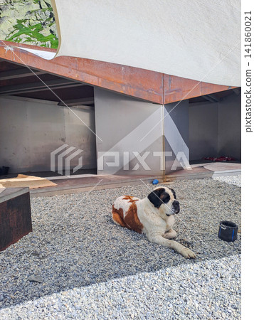 Saint Bernard dogs at breeding kennel at Great St. Bernard Pass, Switzerland Saint Bernard dogs at breeding kennel at Great St. Bernard Pass, Switzerland 141860021