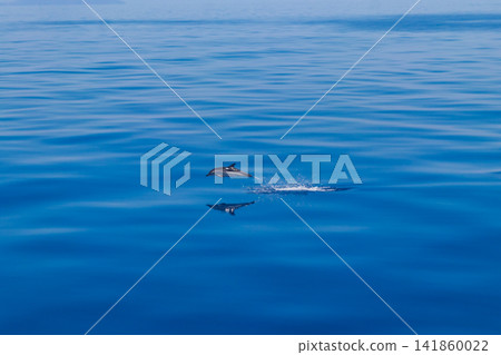 Action shot of a wild striped dolphin jumping out of the sea with reflection in the water near Aeolian Islands, Italy Action shot of a wild striped dolphin jumping out of the sea with reflection in the water near Aeolian Islands, Italy 141860022