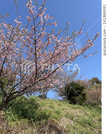 Early-blooming cherry blossoms in the blue sky and on the grassy hills Early-blooming cherry blossoms in the blue sky and on the grassy hills 141860091
